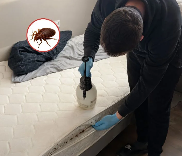Technicien traitant un matelas contre les punaises de lit à Bourg-la-Reine